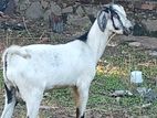 Goats 1kg