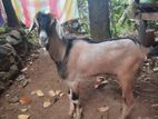 Male Goat