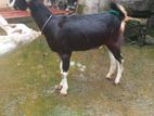 Farm Goats