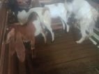 Goat Cubs