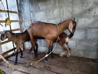 Goats - එළුවන්