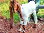 Jamunapari Goat