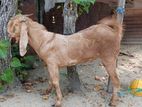 Farm Goat
