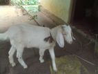 Farm Goat