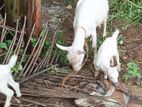 Goats (Eluwan)