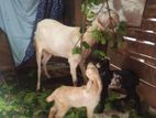 Goats (Eluwan)