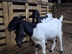 Goats (Eluwan)