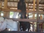 Goats (farm Animals)
