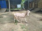 Farm Goat