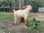 Sanan Goat