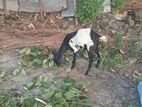 Farm Goats