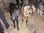 Goats