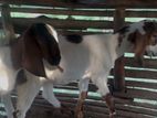 Goats