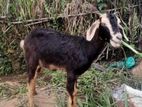 Goats