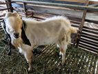 Jamunapari Goat