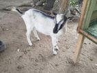 Farm Goat