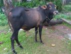 Qurban Cow