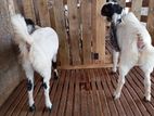 Yamunapari Goats