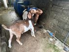 Farm Goats