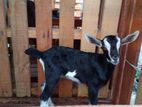 Goats