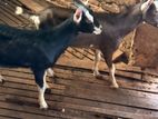 Goats