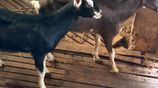 Goats