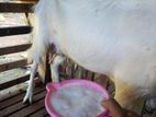 Farm Goats