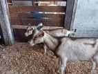 Farm Goats