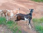 Goats (Eluwan)