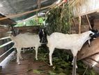 Farm Goats