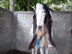 Farm Goats