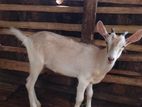 Goats