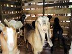 Goats