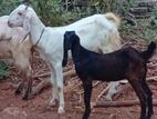 Goats