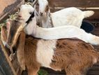 Jamunapari Goats