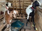 Farm Goats