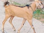 Farm Goats