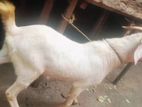 Sanan Goat