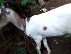 Farm Goat