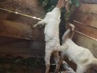 Goats
