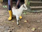Goats