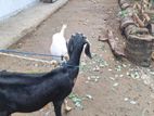 Goats
