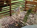 Farm Goat