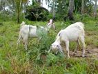 Farm Goats