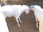 Goats (Eluwan)