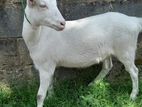 Saanen Goat