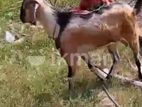 Male Goat