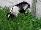Farm Goat