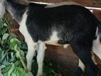 Farm Goat