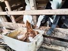 Baby Goats